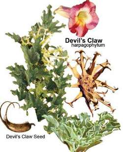 Harpagophytum Procumbens 